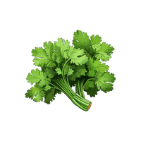 Cilantro | Jianbing Recipe
