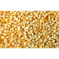 Popcorn Kernels | Kettle Corn Recipe